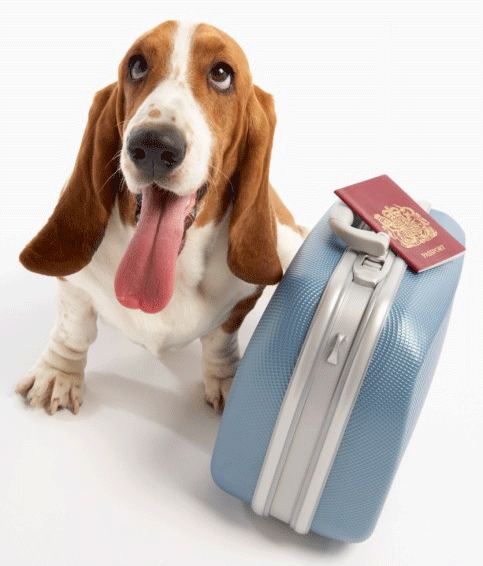 Tips for traveling with your pet