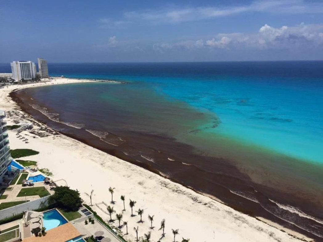 Gulfweed in Cancun
