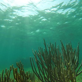 Snorkeling in Puerto Morelos