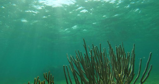 Snorkeling in Puerto Morelos