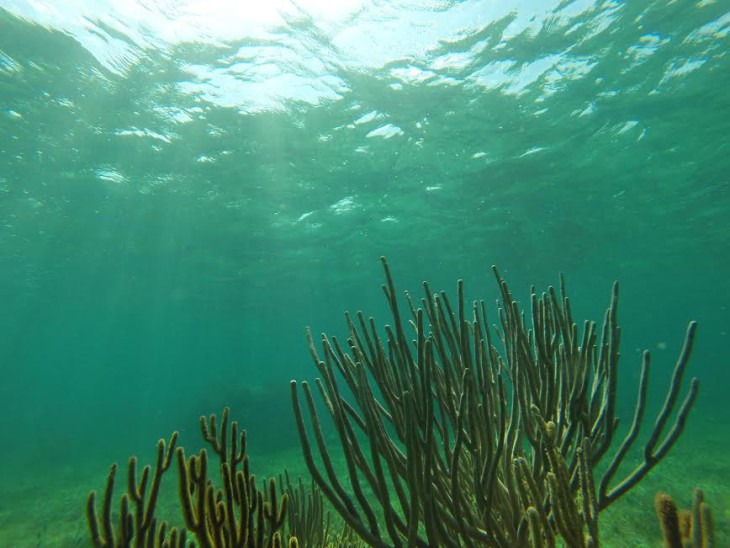 Snorkeling in Puerto Morelos