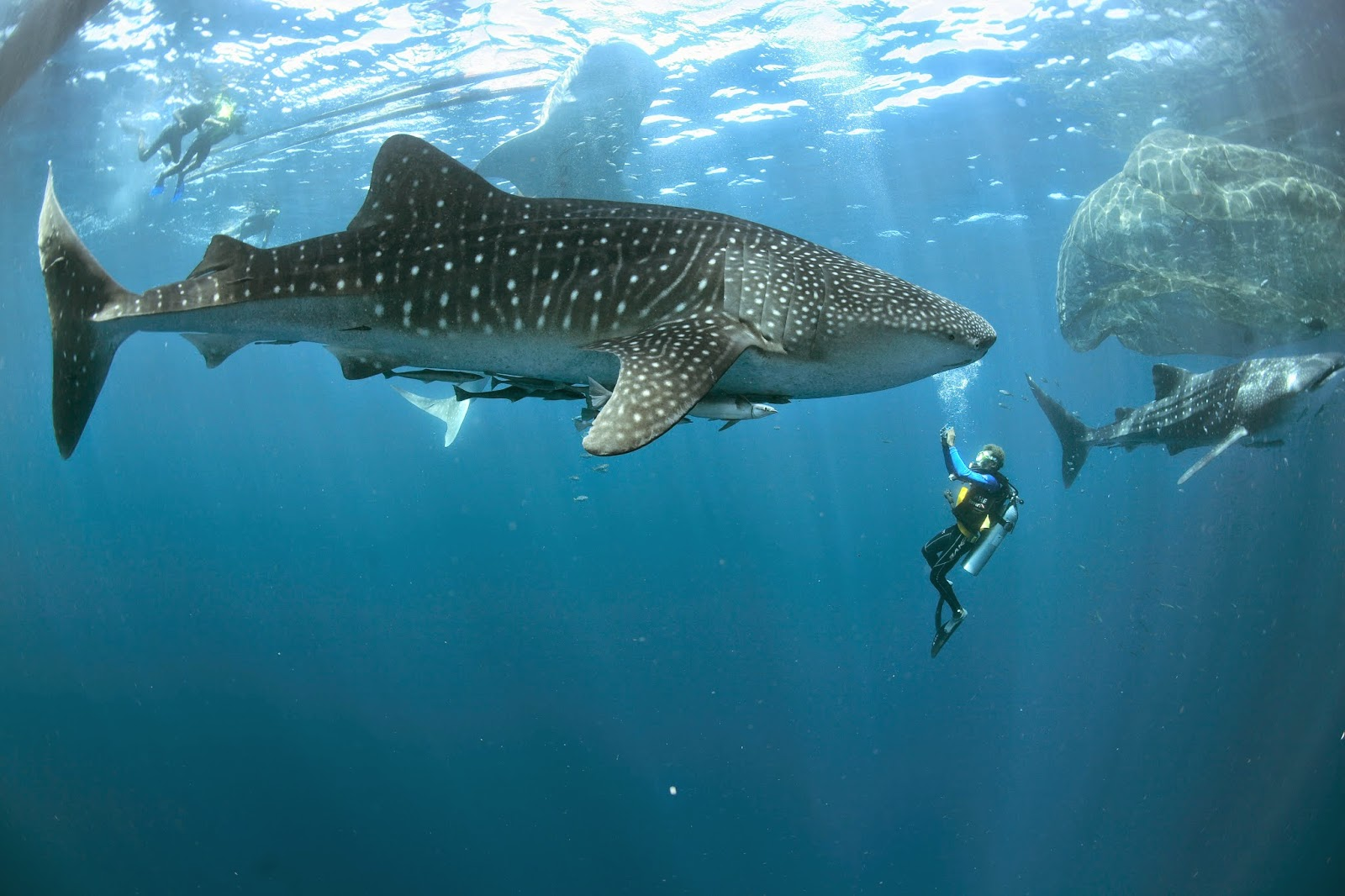 Swim with Majestic Whale Sharks in Riviera Maya this Summer